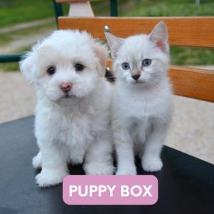 box-cuccioli-gattini